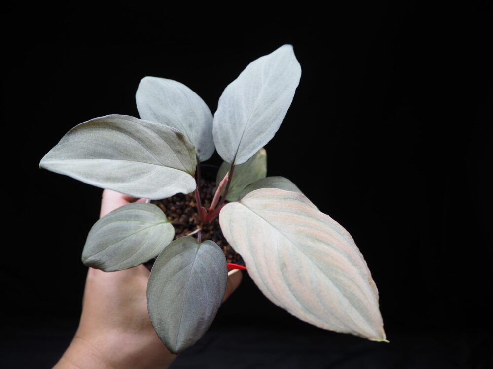 Velvet-textured-silvery-leaves-Homalomena-humilis