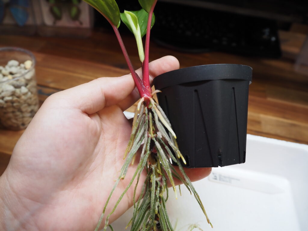 Photo comparing the depth of the flowerpot to the length of the stem of Homalomena.