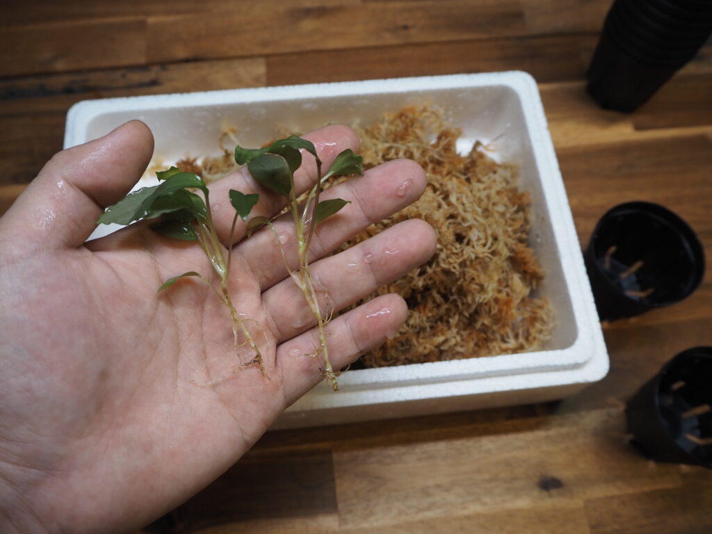 Planting small Homalomena using moss