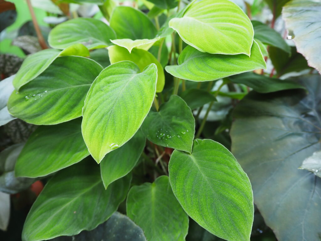 A plant called green Homalomena sp. Bukit Larut