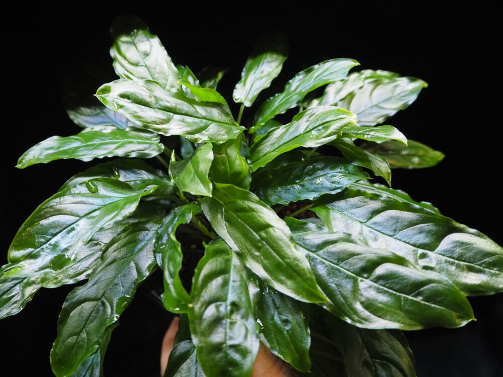 An unregistered, rare Homalomena found in the jungles of Riau Province, Sumatra, this small species is characterized by its small size and blue luster.