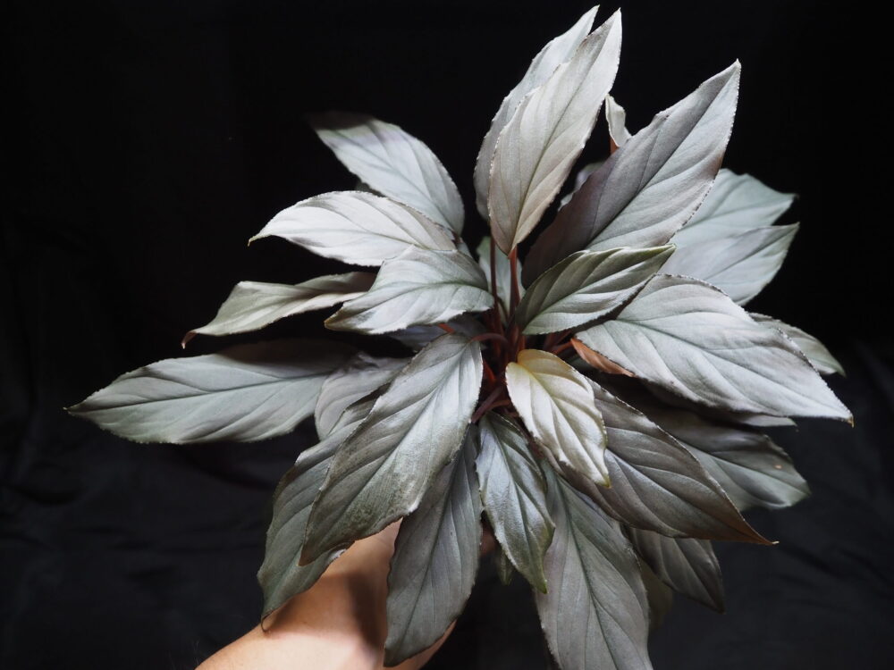 Homalomena, hibrida yang diciptakan oleh pemilik KZT PLANTS, dengan daun berwarna titanium.