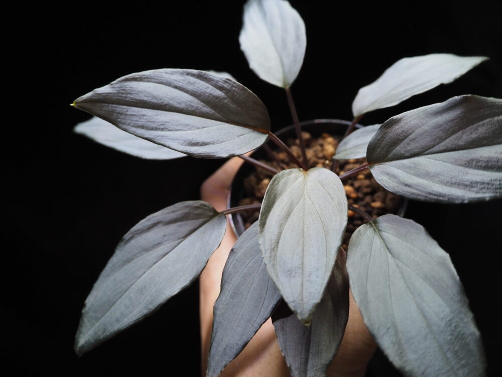 A species believed to be Homalomena humilis found in Kepulauan Riau, Indonesia. This specimen is very beautiful with its distinctive black silver color.