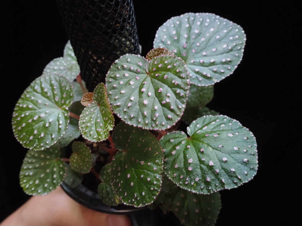 A type of jungle plant called Begonia ocellata with round leaves and pink dots