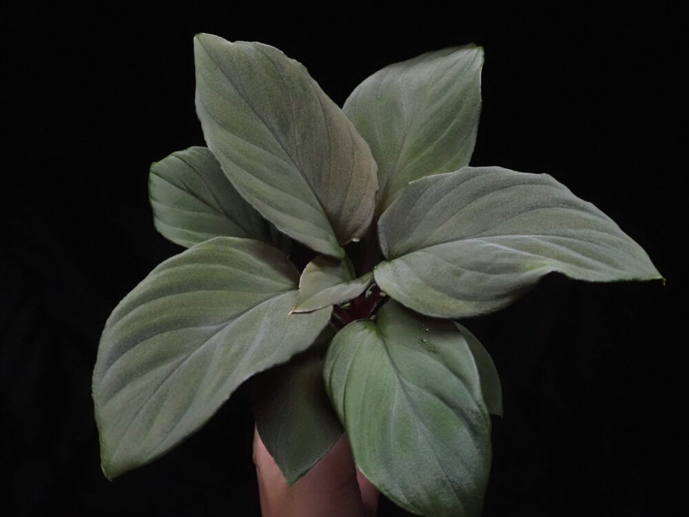 A species of Homalomena with blackish brown velvety leaves. This individual is a WF1 seedling grown from a parental specimen found in West Sumatra, Indonesia.
