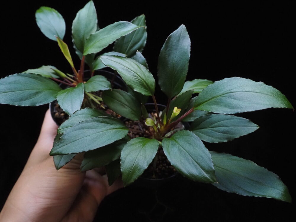 Homalomena, found in the Mahakam hulu region of East Kalimantan, is characterized by small herbaceous bodies with red edges and blue leaves throughout.