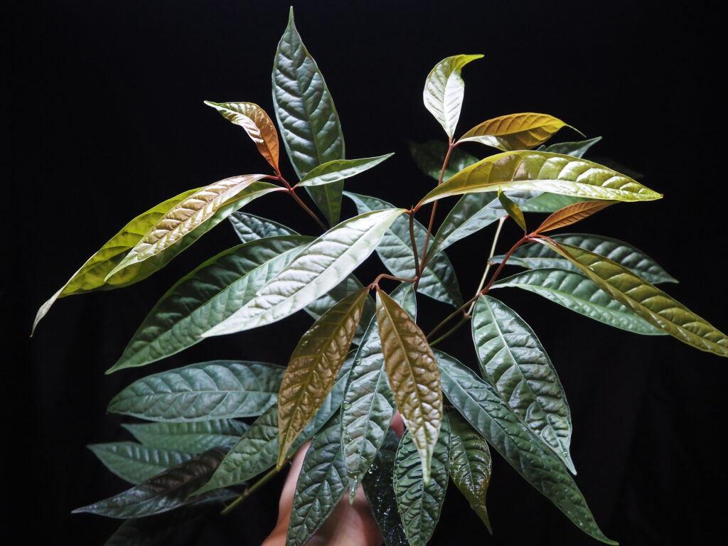 A small tree with large irregularities throughout its leaves found in the Malay Peninsula.