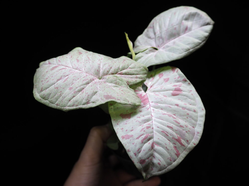 Houseplant of the variety Syngonium podophyllum milk confetti. The irregular pink pattern on the white leaves is beautiful.