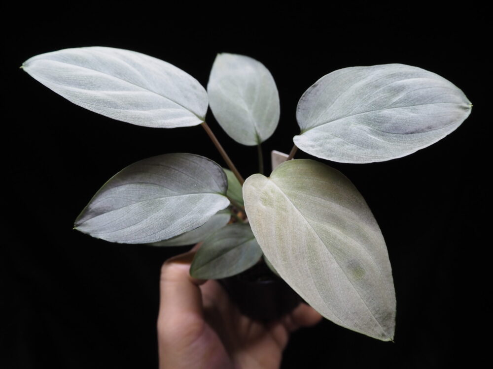 A jungle plant called Homalomena humilis from Indonesia, which is being propagated progressively by the owner of KZT PLANTS. This individual is F1. Beautiful silvery velvet leaves.　homalomena-humilis-rec89