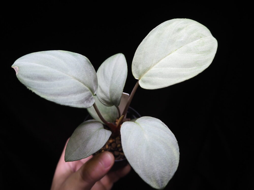 This is a hybrid Homalomena produced by KZT PLANTS, with the trade name Homalomena Hybrid Rec110. This individual is characterized by its rough leaf surface texture and metallic silvery-white color.