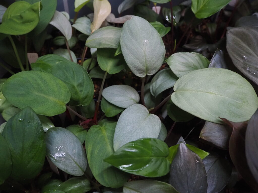 It is a hybrid Homalomena produced by KZT PLANTS and its trade name is Homalomena Hybrid Rec110. A side-by-side photo of a green individual and a silvery-white individual.