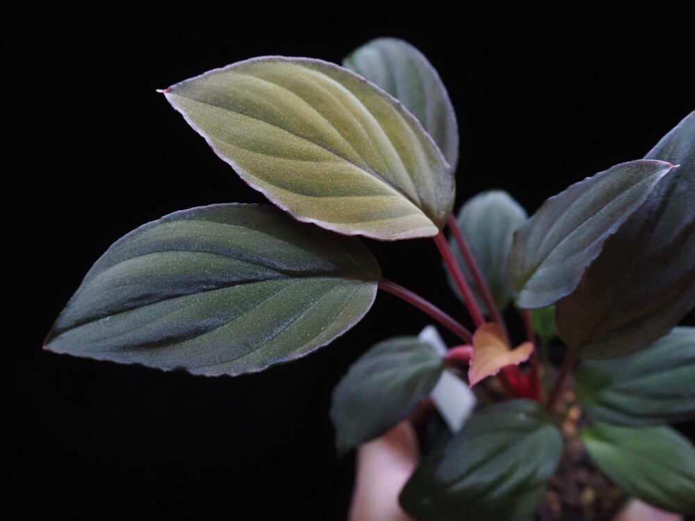 KZT PLANTS created this hybrid Homalomena. The product name is Homalomena Hybrid Rec93. This specimen has a strong velvet texture. It develops red leaves.