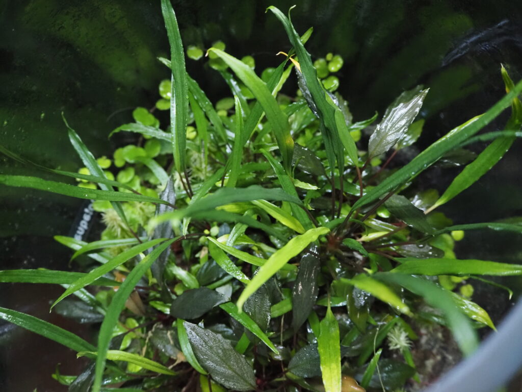 This terrarium in a glass jar features Homalomena vittifolia, a narrow-leaved species native to Sulawesi, Indonesia, and a variety of jungle plants.　Photograph of the inside of a glass jar from above.