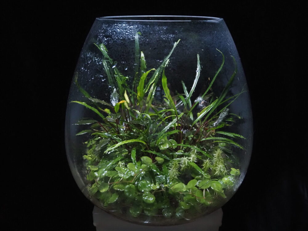 This is a jungle plant terrarium using Homalomena vittifolia created by the owner of KZT PLANTS. Begonia lichenora and small Piper are also used as materials.