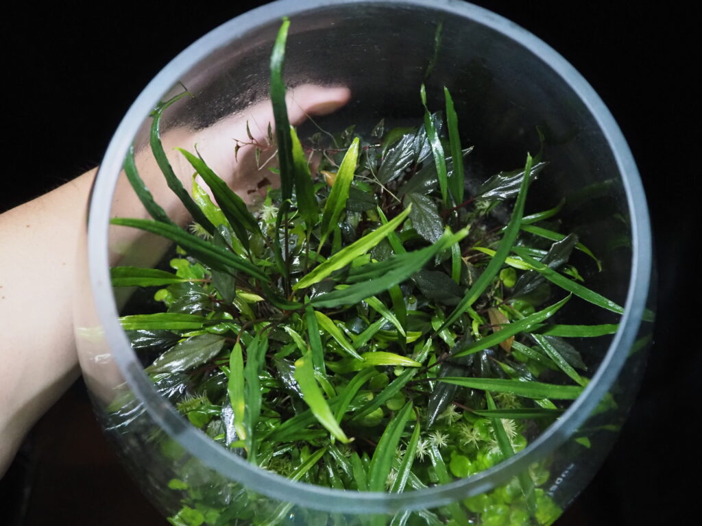 This terrarium in a glass jar features Homalomena vittifolia, a narrow-leaved species native to Sulawesi, Indonesia, and a variety of jungle plants.　Photograph of the inside of a glass jar from above.