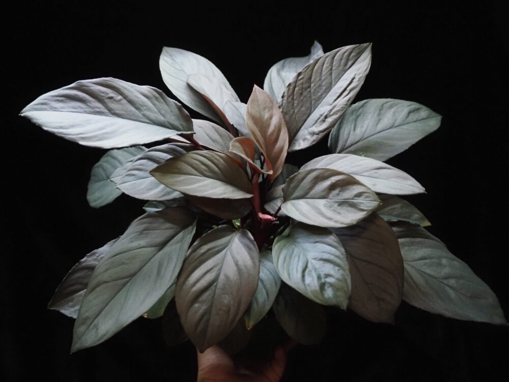 KZT PLANTS created this hybrid Homalomena. The product name is Homalomena Hybrid Rec54. This individual has metallic titanium colored leaves and is a relatively large variety.