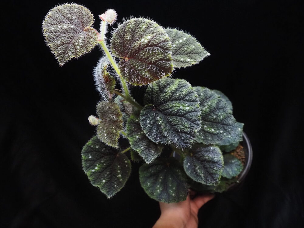 Begonia conipila, a jungle plant found in Borneo. The herbaceous body is covered with short transparent hairs all over the body and has round leaves.